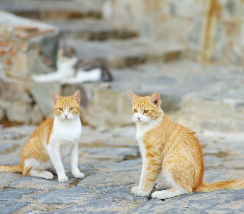 Wild cats on the streets of the medieval Phicardou (Fikardou) village, Cyprus.